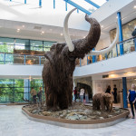 Brněnský mamut v životní velikosti – ZAJÍMAVOST DNE