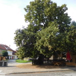 Nejstarší strom v Brně – ZAJÍMAVOST DNE